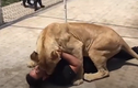 Video: Sư tử "mừng rỡ" lao tới người chủ cũ khi gặp lại