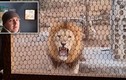 Video: Sư tử gầm thét dọa chủ nhà qua cửa sổ nhà bếp
