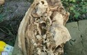 Chàng trai nhặt “cục xương” ở con lạch mang về nhà trưng bày