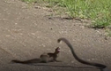 Video: Loài động vật chuyên tấn công, ăn thịt rắn độc