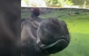 Video: Tổ chức sinh nhật cho hà mã 47 tuổi ở vườn thú Mỹ