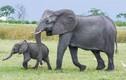 Video: Hùng hổ săn voi con, sư tử đực bị voi mẹ dọa khiếp vía rụng rời