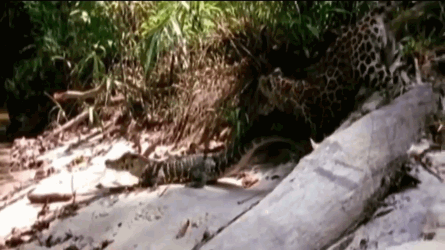 Video: Bị chọc giận, "sát thủ đầm lầy" nổi điên với báo đốm