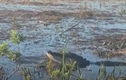 Video: Khoảnh khắc cá sấu bất ngờ đớp drone