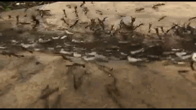 Video: Xâm phạm lãnh thổ của kiến lửa, trăn đá nhận cái kết đau đớn