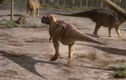 Video: "Sát thủ" kỷ Phấn Trắng bỏ mạng khi săn khủng long