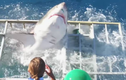 Video: Thót tim khi cá mập lao qua lồng có thợ lặn ở bên trong