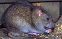 Đặc sản tăng cường sinh lực được làm từ bộ phận nhạy cảm của con chuột