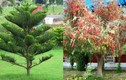 5 loại cây tuyệt đối không trồng trước cửa kẻo rước thêm hung hạn
