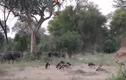 Video: Bầy chó hoang hạ sát trâu rừng khổng lồ