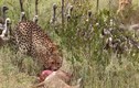 Video: Đàn kền kền hung hãn cướp con mồi của báo săn và cái kết