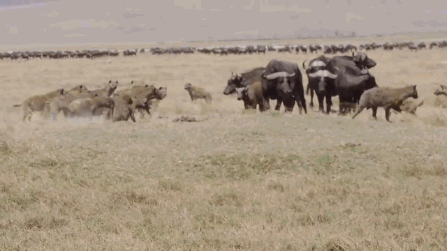 Video: 20 linh cẩu "bày binh bố trận" săn nghé con và cái kết bẽ mặt