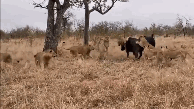 Video: Trâu rừng húc bay sư tử, giải cứu đồng loại ở ngay phút chót