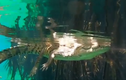 Video: Rợn người với trải nghiệm bơi cùng cá sấu ở Mexico