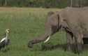 Video: Con sếu liều mạng đánh đuổi bầy voi khổng lồ để bảo vệ tổ