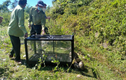 Video: Trăn gấm quý hiếm được thả về rừng an toàn