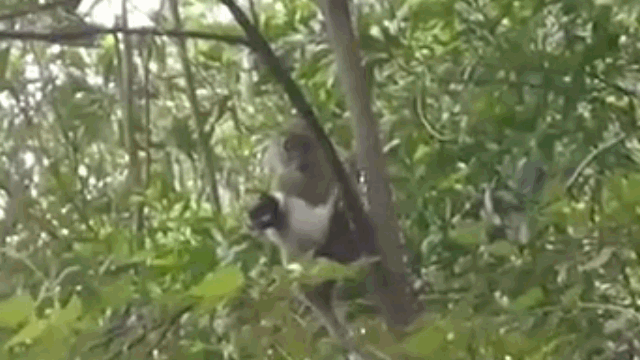 Video: Khỉ hoang bắt cóc chó nhà làm "thú cưng" và cái kết