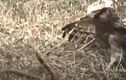 Video: Hổ mang chúa tử chiến đại bàng và cái kết bất ngờ