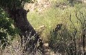 Video: Báo hoa mai cố leo lên cây nhưng đều bị sư tử kéo xuống