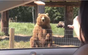 Video: Gấu thể hiện khả năng bắt đồ vật vô cùng điêu luyện