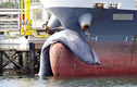 Chuyện loài cá voi to lớn thứ 2 thế giới bị chết kẹt trước mũi tàu