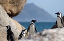 Đàn ong nổi điên, lao vào tàn sát 63 con chim cánh cụt