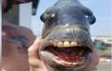 Choáng váng khi câu được con cá có hàm răng như người