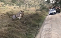 Video: Ngoạm trúng cổ ngựa vằn, sư tử háu đói vẫn thảm bại ê chề