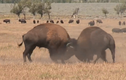 Video: Kinh ngạc với màn chọi nhau "bất phân thắng bại" của bò đực