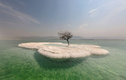 Cận cảnh loại cây đơn độc mọc giữa đảo muối của Biển Chết