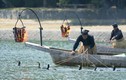 Khám phá nghề đánh bắt cá bằng chim cốc ở Nhật Bản