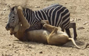 Video: Ngựa vằn chống trả quyết liệt khiến sư tử "ăn quả đắng"
