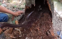 Video: Bắt ổ rắn khủng "bá chủ" bên trong gốc cây dừa mục