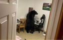 Giật mình nhìn thấy gấu đi lang thang vào nhà, phá nát màn hình máy tính