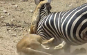Video: Ngựa vằn chống trả quyết liệt khiến sư tử “ăn quả đắng“