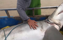 Video: Hai vợ chồng bất ngờ khi kéo lên một con cá mập lớn