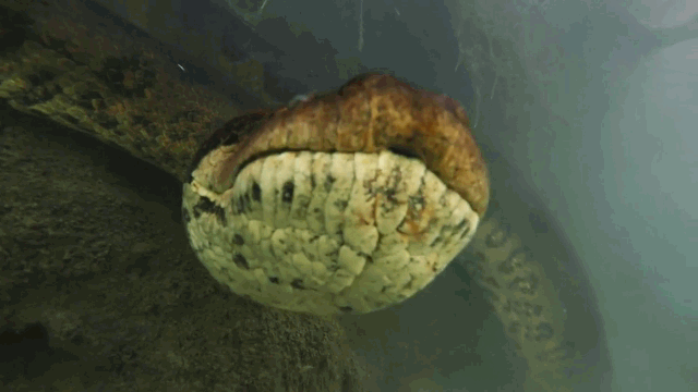 Video: Thợ lặn đụng độ trăn Anaconda dài 7 mét dưới lòng sông