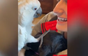 Video: Khoảnh khắc chú vẹt âu yếm và nói “I love you” với cún con