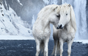 Loài ngựa thần thoại sống tách biệt 1.000 năm trên băng đảo