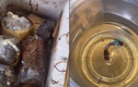 Video: Kỳ tích thùng cá cảnh bị bỏ quên 3 tháng vẫn sống