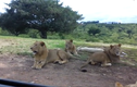 Video: Sư tử dùng răng mở tung cửa ô tô khiến du khách thất kinh