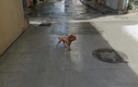 Cún cưng bị điện giật khi phóng uế ven đường, chủ đòi bồi thường trăm triệu