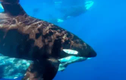 Video: Cá voi xanh cũng trở thành nạn nhân của cá voi sát thủ