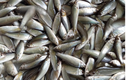 Loại cá ở Việt Nam xưa rẻ như cho giờ đổi đời thành đặc sản