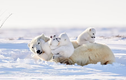 Khoảnh khắc hiếm hoi của gấu Bắc Cực sinh ba trong tự nhiên