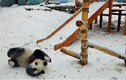 Video: Cặp gấu trúc sinh đôi nghịch ngợm chơi trò cầu trượt sau cơn bão tuyết