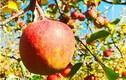 Quả táo cùng tên: Hàng Nhật 1,5 triệu/kg, đồ Tàu rẻ như rau