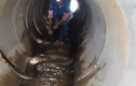 Video: Bắt rắn hổ mang chúa "khủng" trong ống cống ở Thái Lan