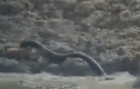 Video: Trăn khủng phi thân cực nhanh, ngoạm đầu hươu lôi xuống nước