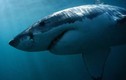 Video: Cá mập trắng hung hãn cắn xé hải cẩu và cái kết thật bất ngờ